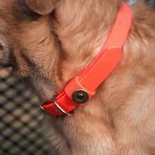 Load image into Gallery viewer, Over Under Water Dog Collar Blaze Orange